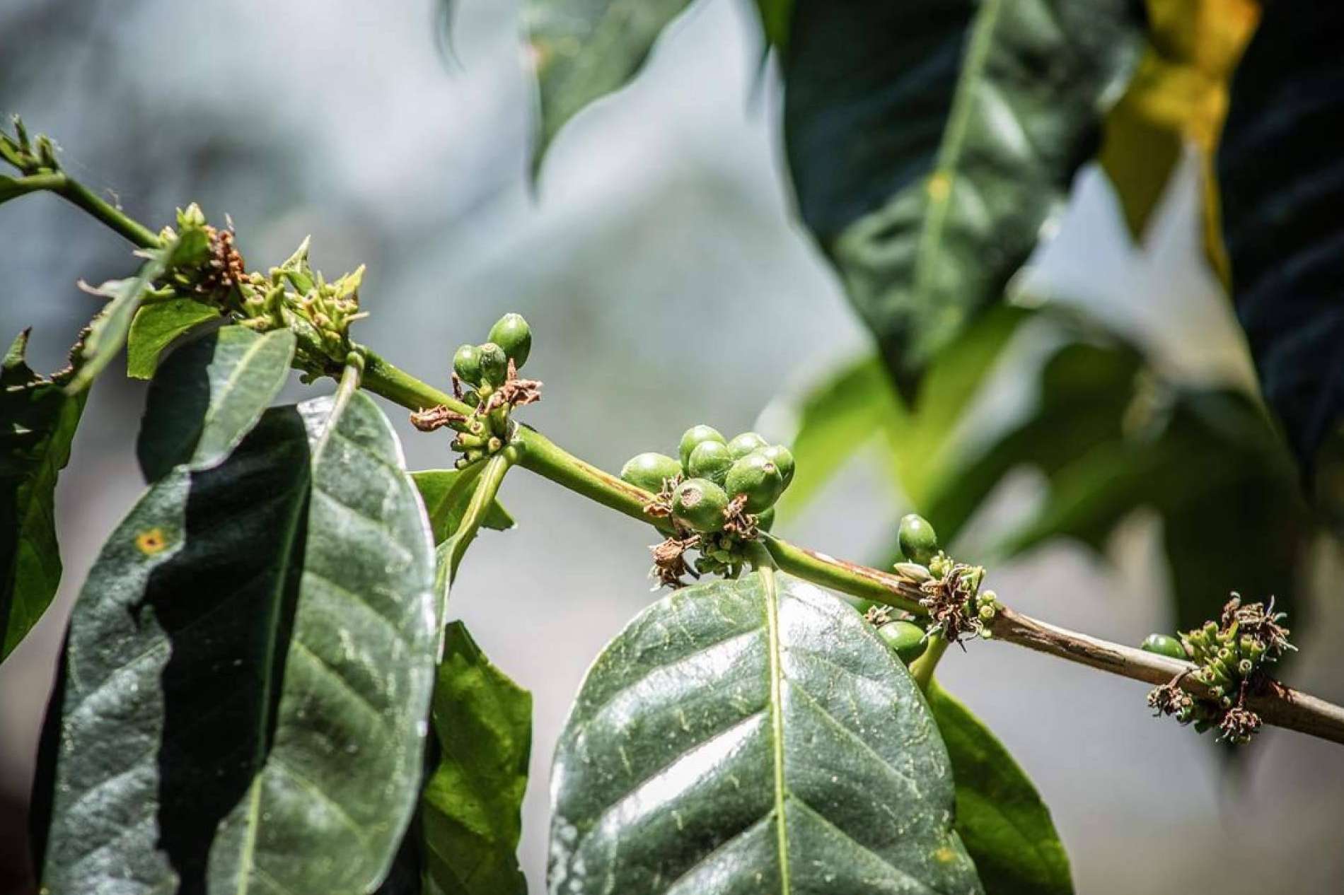 El Café Catuai, un tesoro que revoluciona la industria del café de lujo
