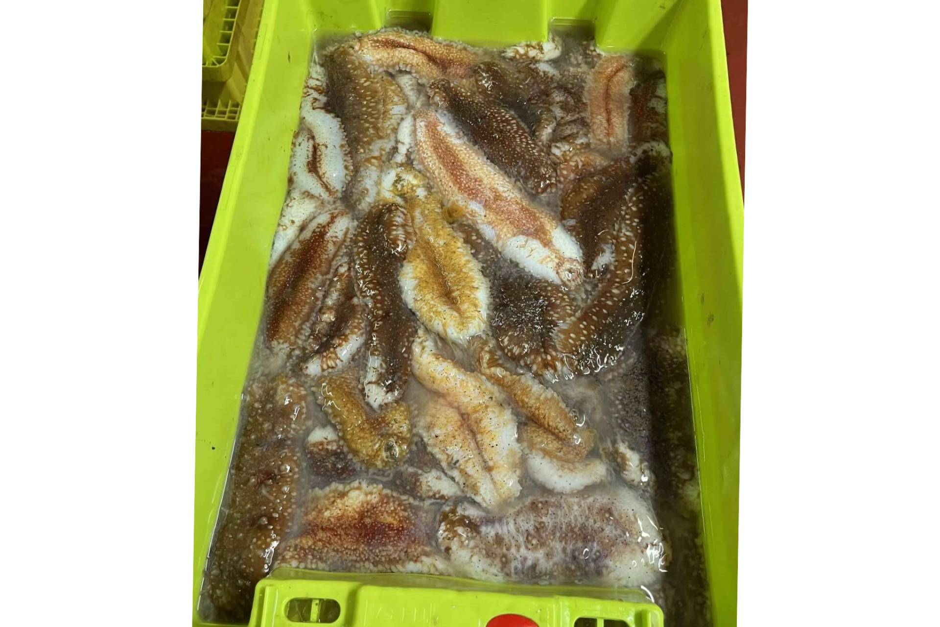 Espardeñas del pepino de mar en oferta con Farodapalloza