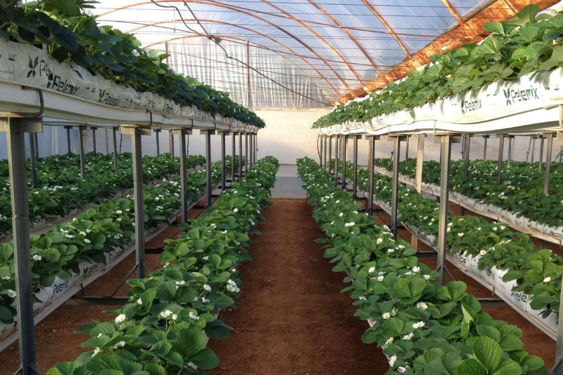 Soluciones sostenibles para el cultivo de fresas