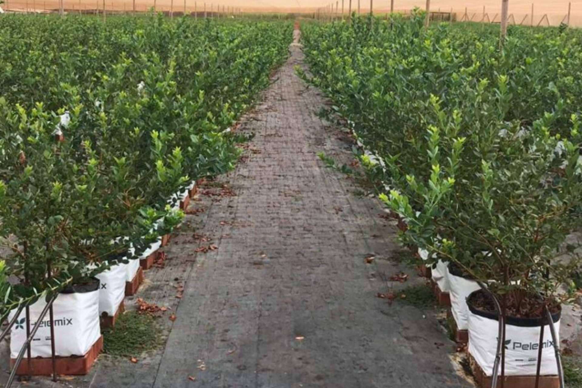 Pelemix impulsa el rendimiento sostenible del cultivo de arándanos con soluciones de sustrato de coco comprimido de alta