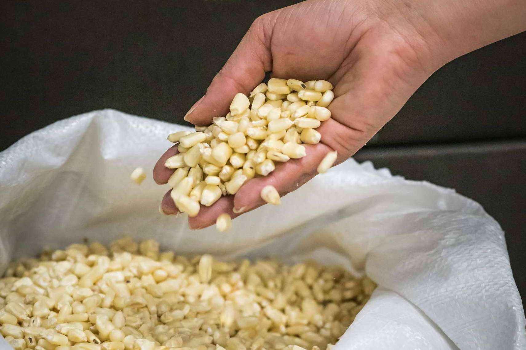 Tortillas auténticas; Maíz Maya revoluciona la gastronomía mexicana en España