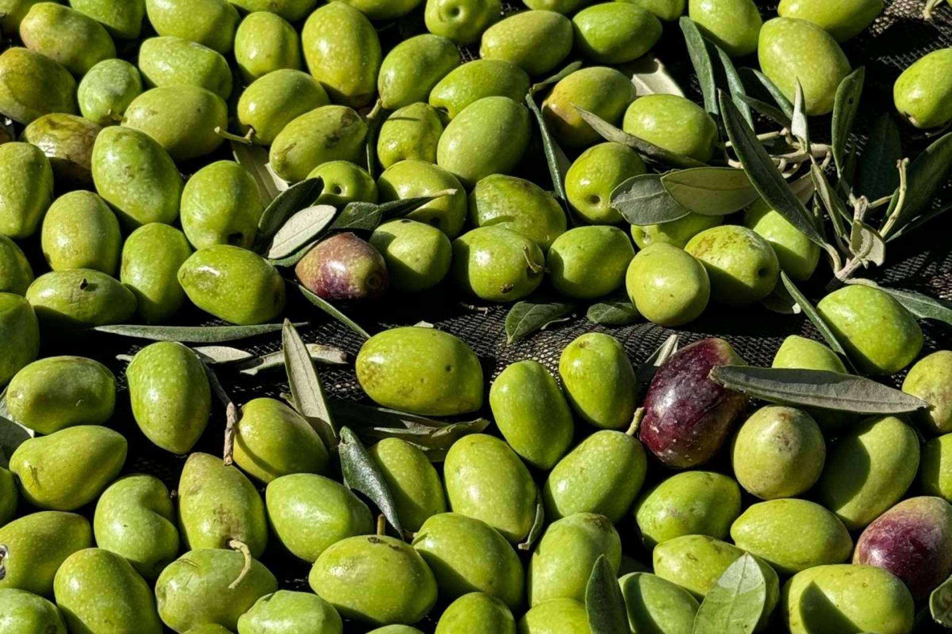 Descubriendo el arte detrás del aceite de oliva virgen extra gourmet de Tercio de las Torres