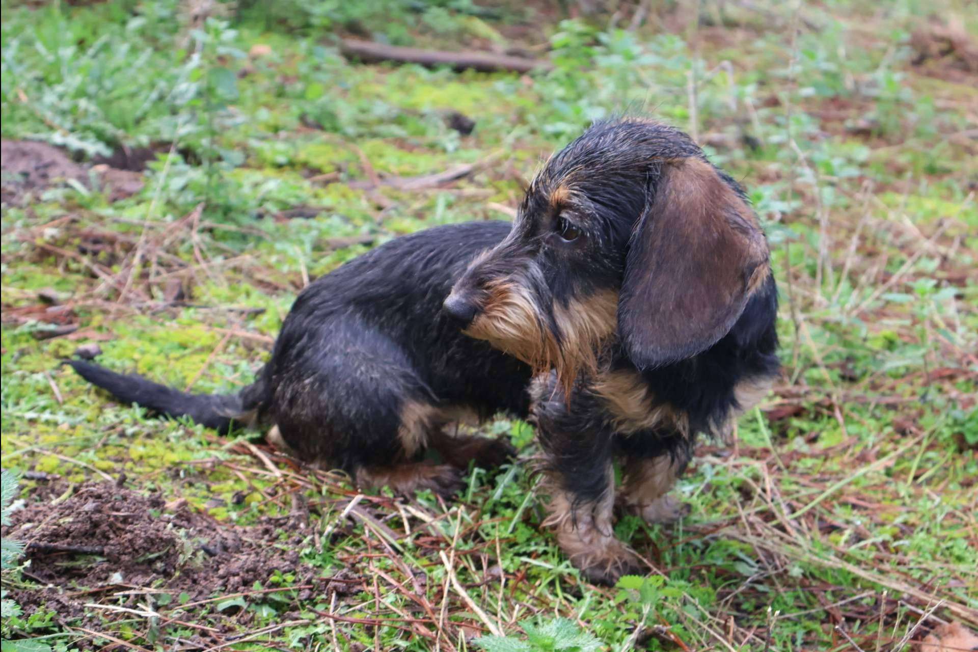 RAJ Canin, especialistas en cachorros de Teckel Kaninchen de pelo duro