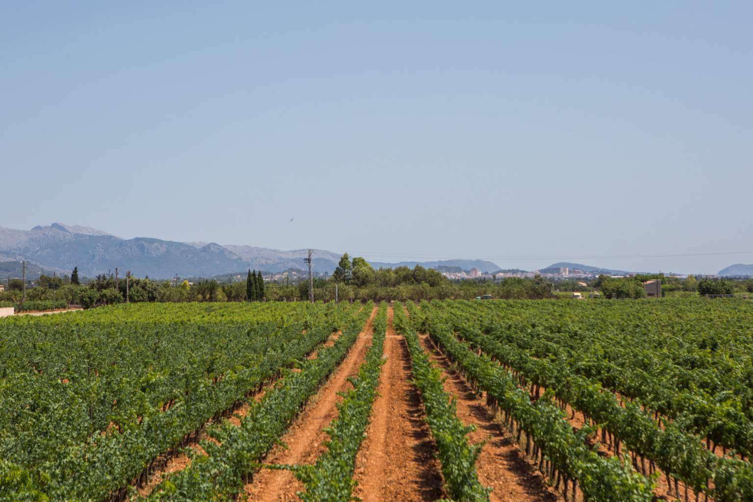 Enoturismo en auge, Vacalia ofrece casas con encanto para descubrir el vino en Mallorca