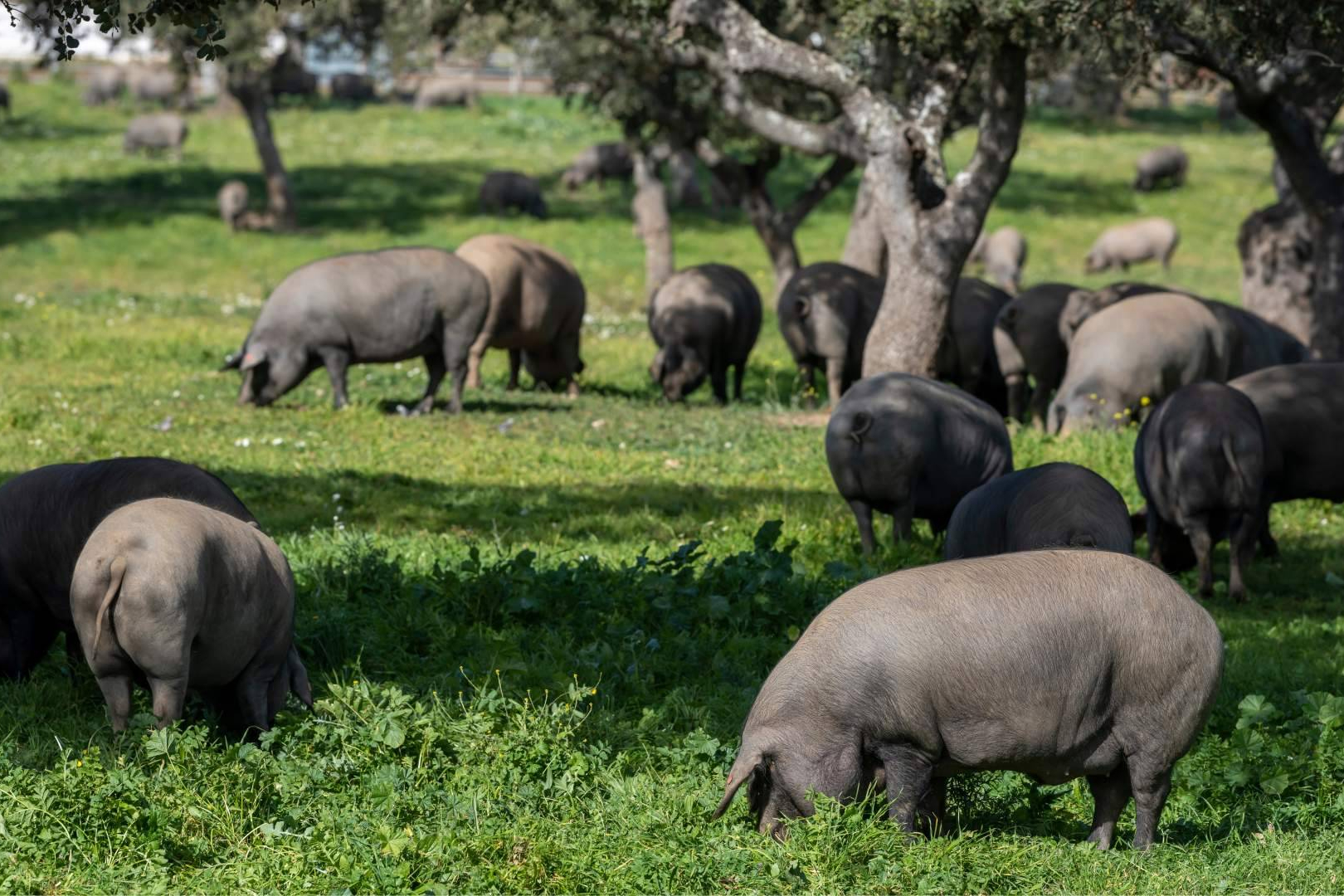 Adelantar la compra navideña permite acceder a uno de los mejores Jamónes de bellota 100% Ibérico y formatos exclusivos