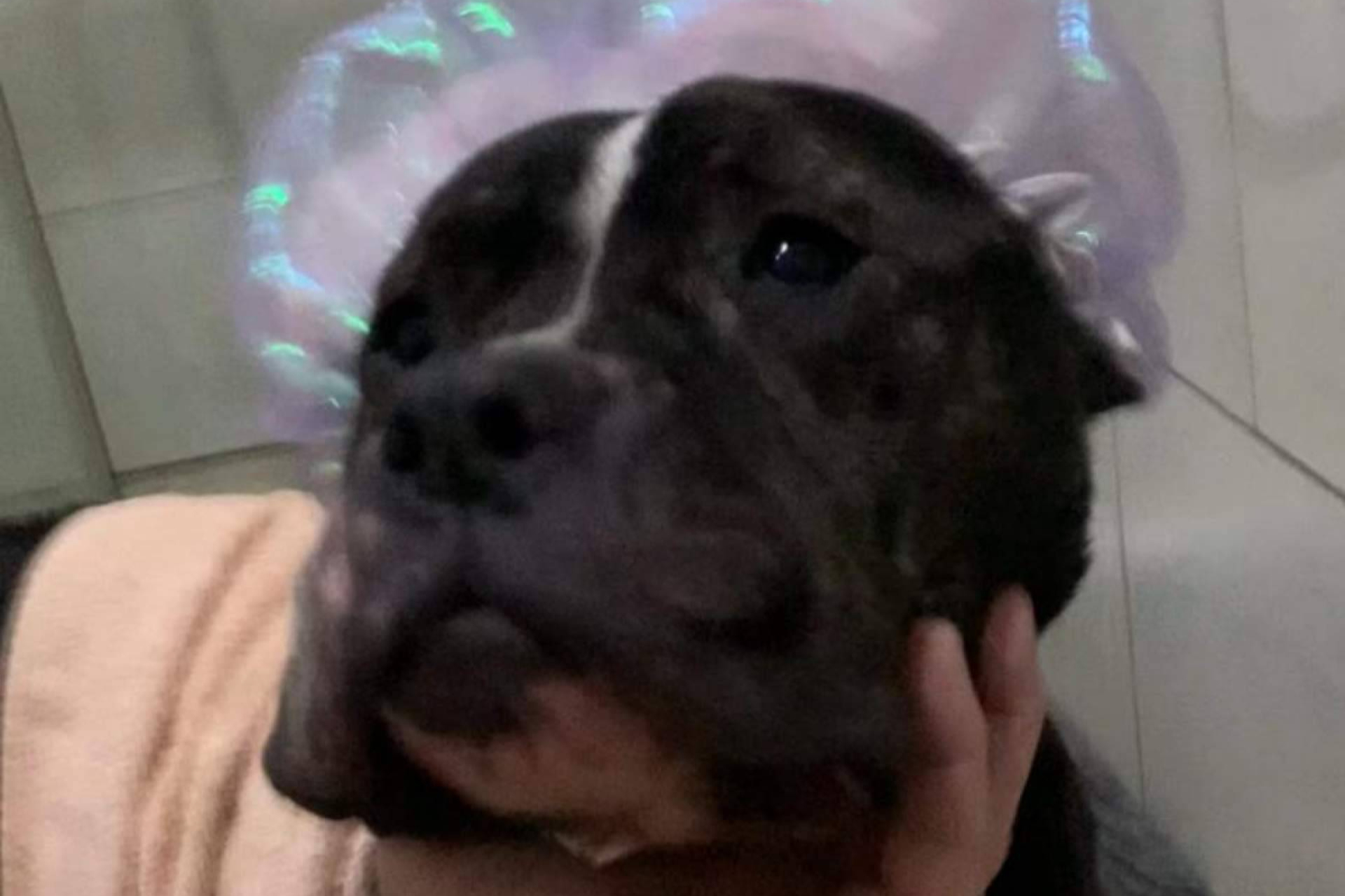 SOS Salvando Vidas España defiende el derecho a adoptar perros sin etiquetas ni prejuicios de raza