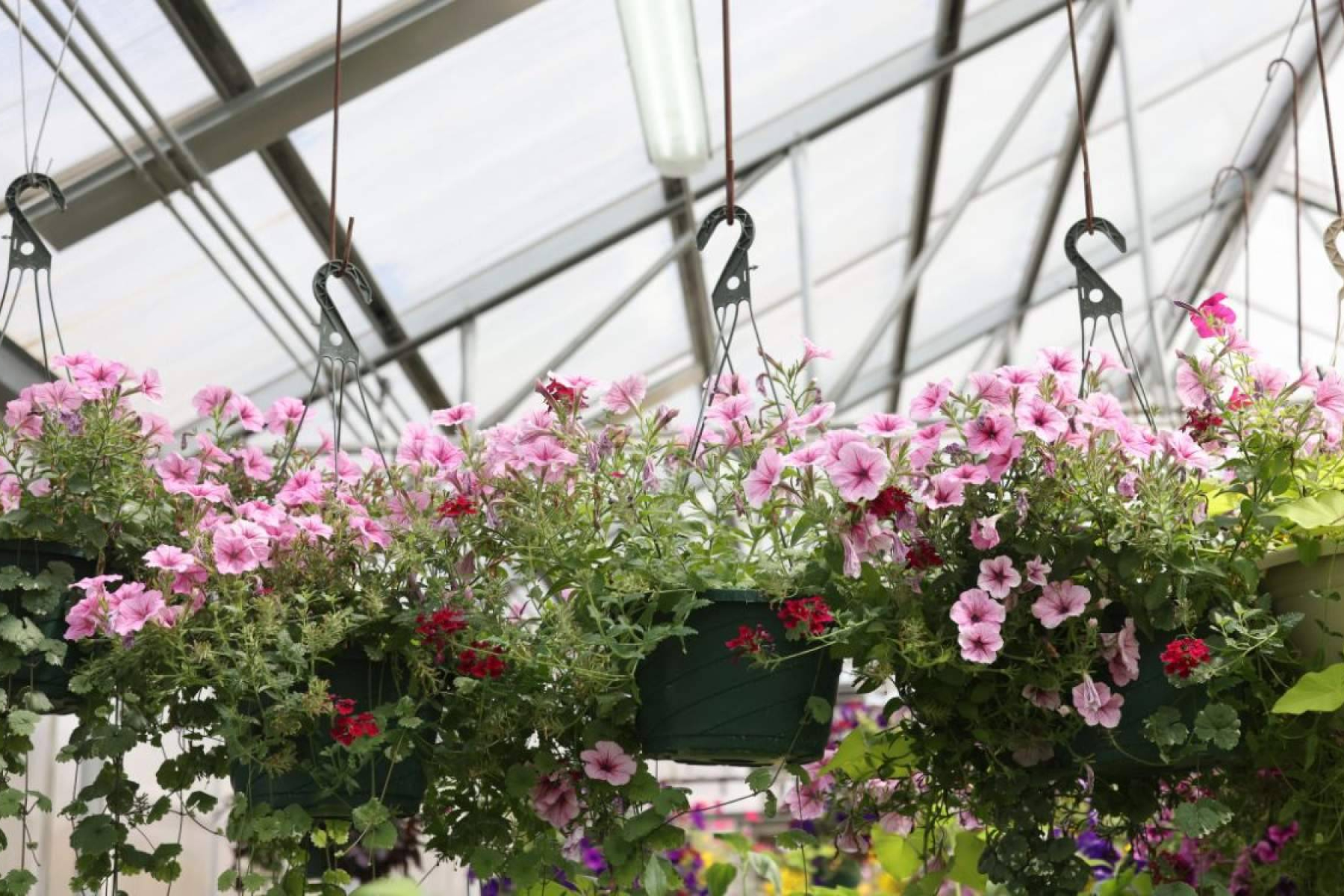 La Rosa De Oro comparte claves para acertar con la elección de plantas y flores según cada estación