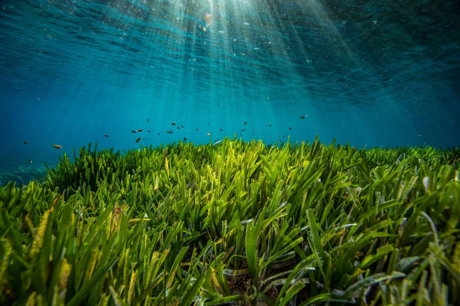 La restauración de la posidonia es vital para combatir el cambio climático