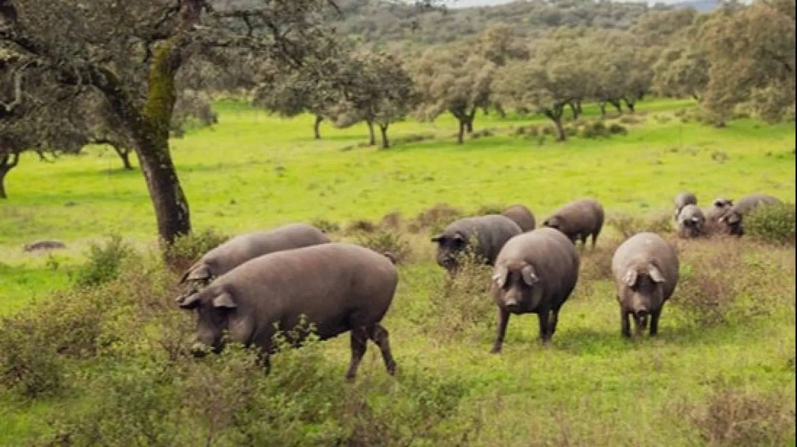 El ibérico también es para el verano; claves para conservar y servir una pieza con el calor